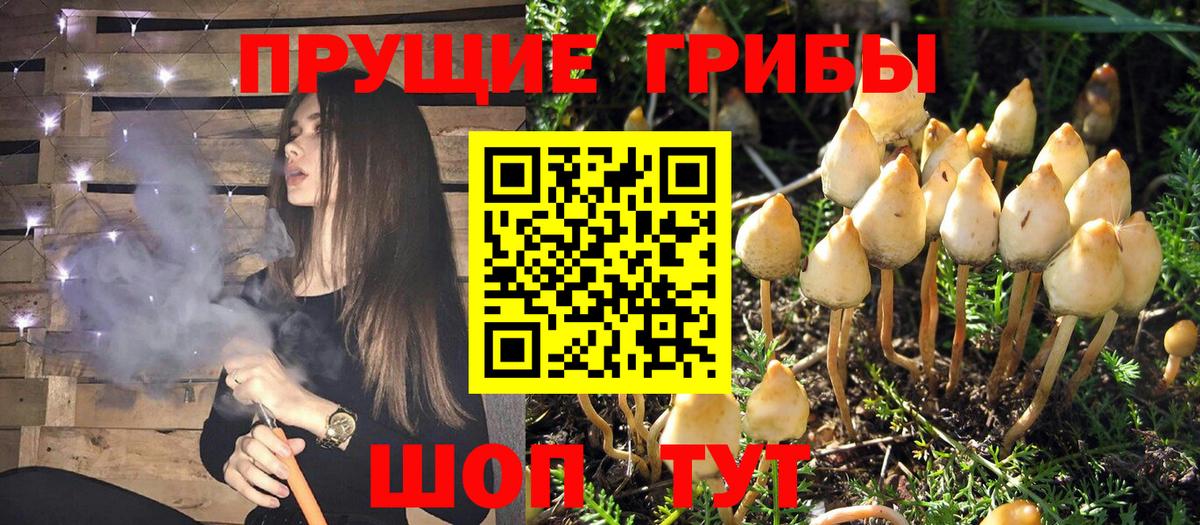 Галлюциногенные грибы GOLDEN TEACHER Гуково